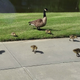 Illustration for article titled Baby gooseseses
